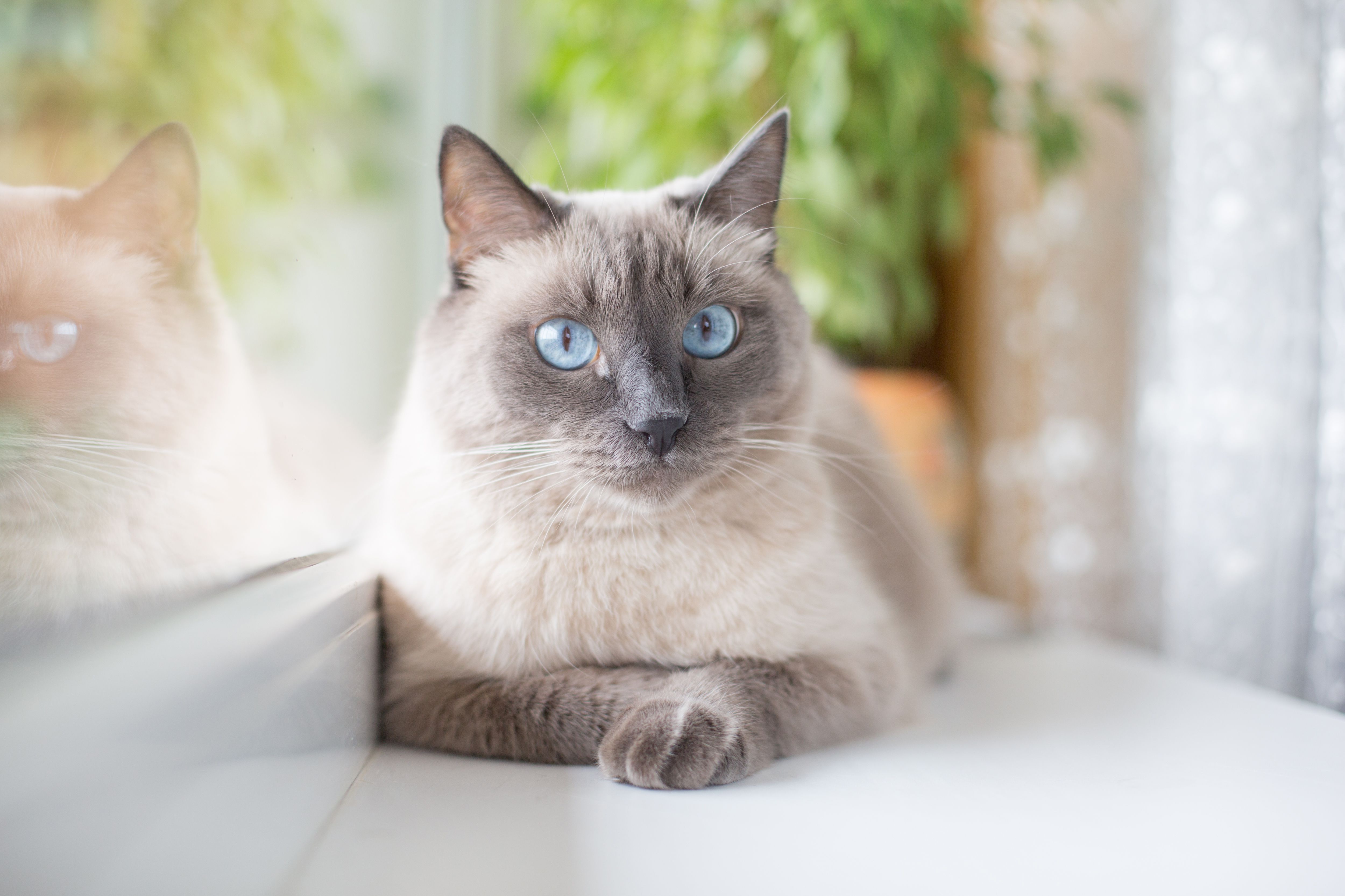 files/a-beautiful-fluffy-siamese-cat-with-blue-eyes-lies-on-the-windowsill-1032516376-ec8038b90e8e478785449d68fde25af7.jpg